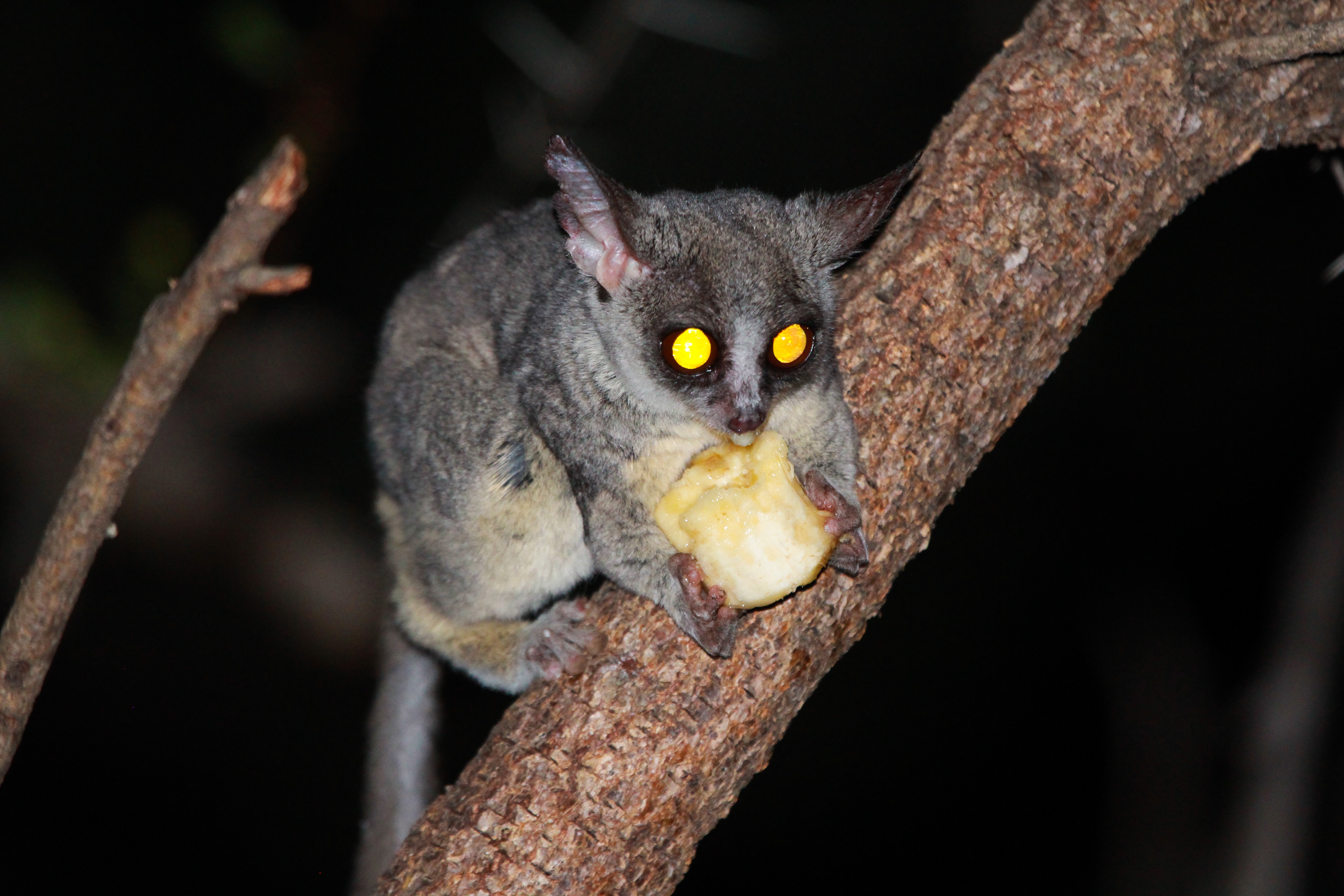 Unlock the Magic‍ of⁣ Nocturnal Wildlife ⁤Encounters in Mount Kenya