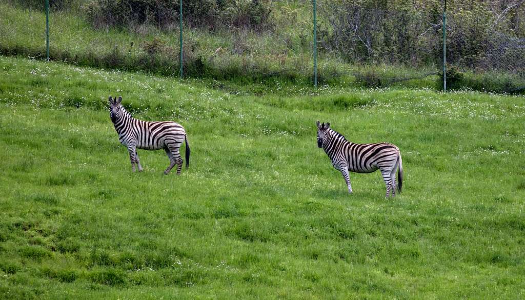 Decoding the Thrill of Wildlife Safaris: Discovering Buffaloes on a Game Drive in Mount Kenya