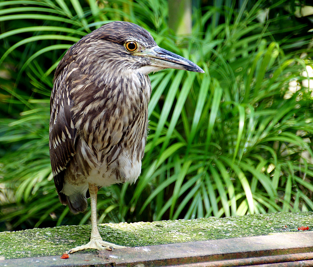 The Breathtaking Diversity of Nocturnal Bird Species in Mount Kenya