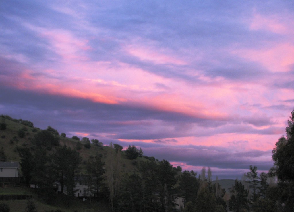 Magical Moments at Dusk: Captivating Bird Species in the Evening Light