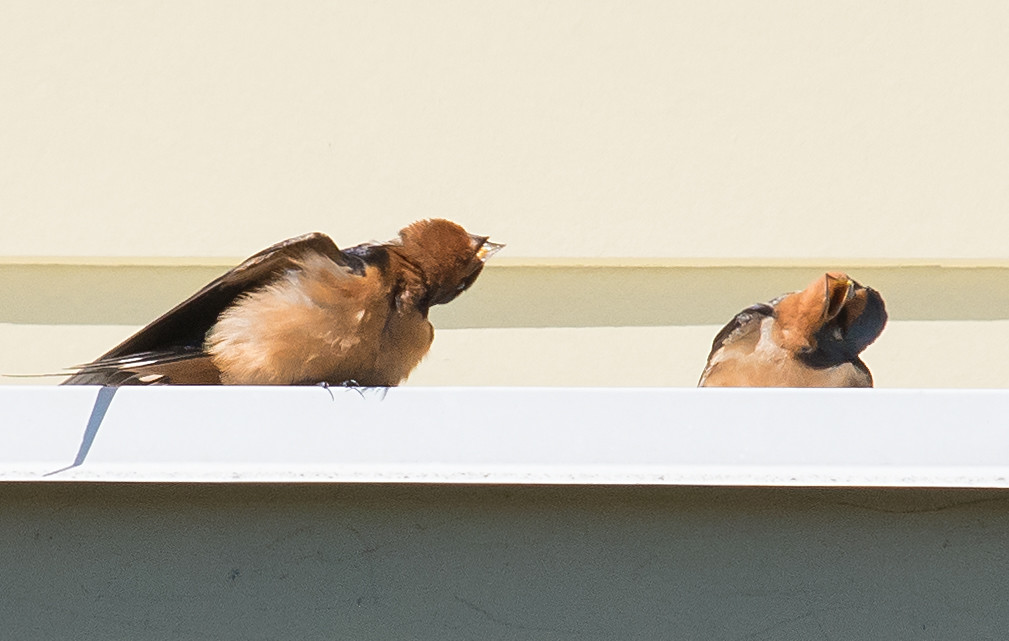 Unveiling the Secrets of Bird Feeding Behaviors: Insights from Mount Kenya's Diverse Avifauna