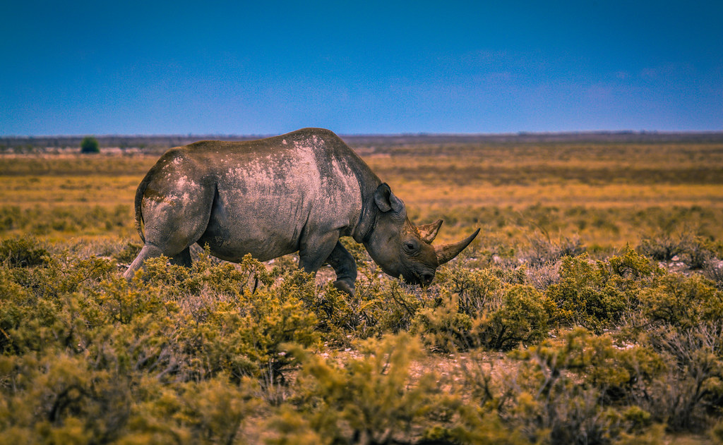 Unveiling the Challenges and Rewards of Spotting ⁢Rhinos ⁤in Mount‌ Kenya