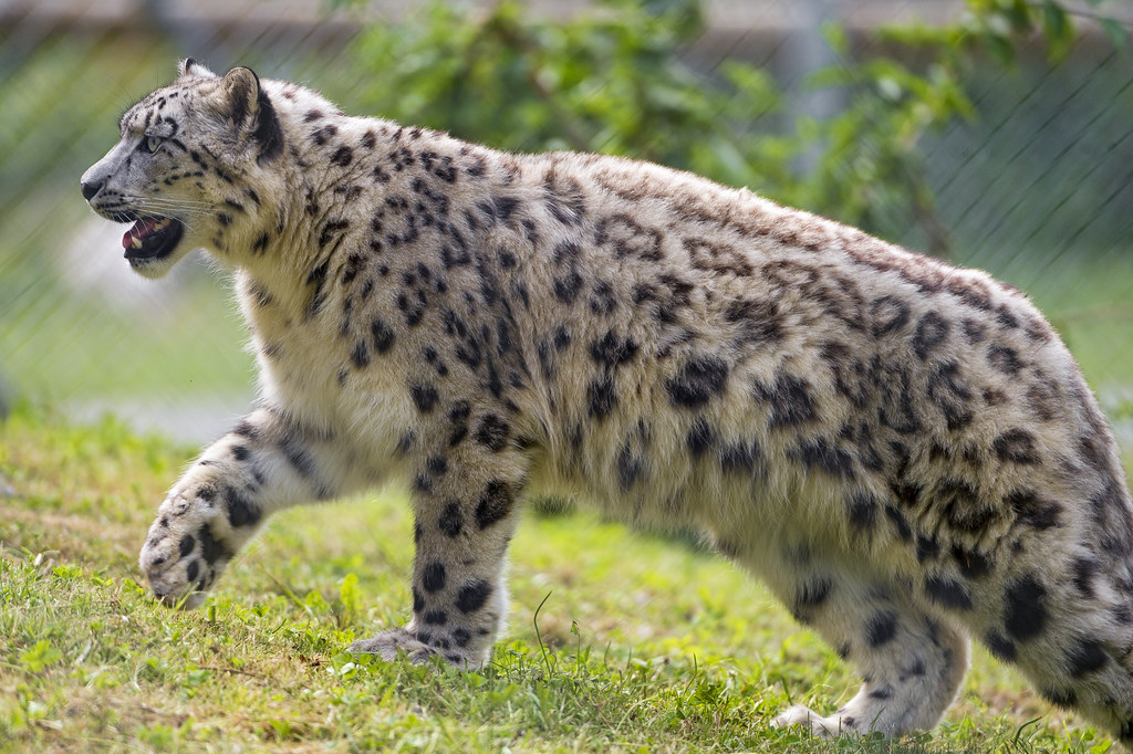 Up Close with the Elusive Snow Leopards: Witness their Magnificent Flight