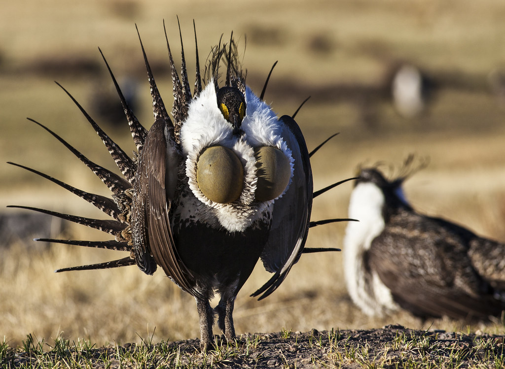 1. Unveiling the Vitality of Local Communities in Bird Conservation Efforts across the Spectacular Terrain of Mount Kenya