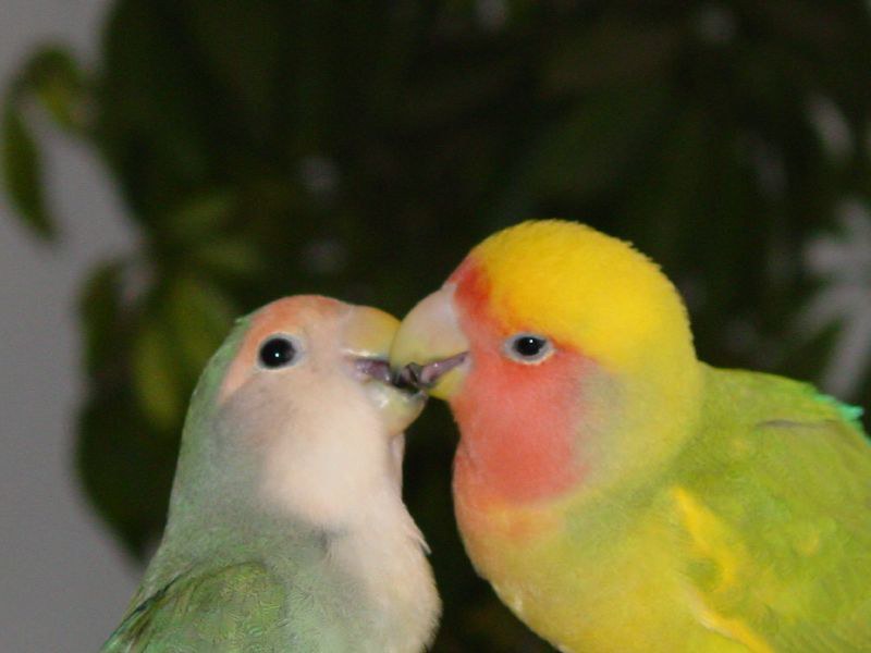 How to Maximize Your Chances: Practical Tips for Bird-Lovers Seeking to Observe Courtship Displays in Mount Kenya