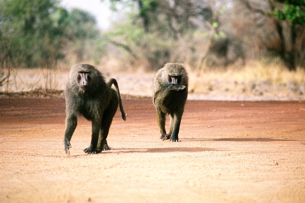 Practical ⁤Tips for a Memorable and Responsible Baboon Watching Safari in Mount Kenya