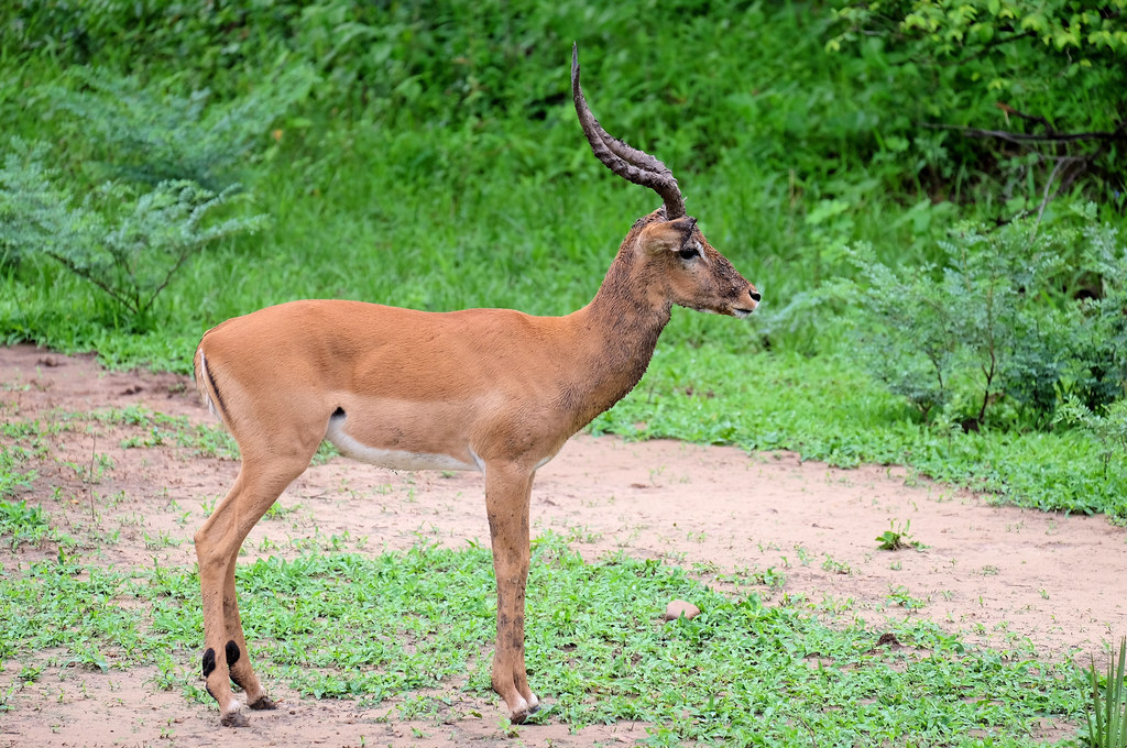 Antelope Species ​in Mount Kenya: Discover the Diverse Wildlife on a Game Drive