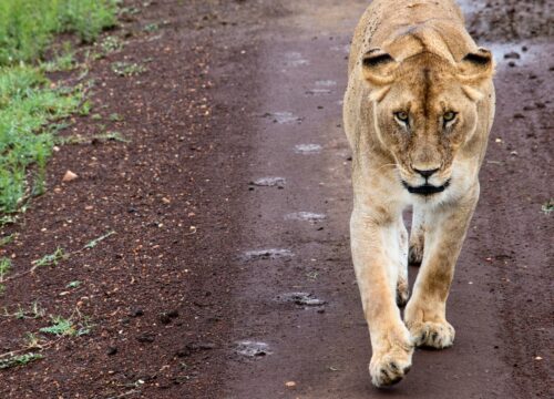 Can I book a multi-day scenic flight tour in Mount Kenya?