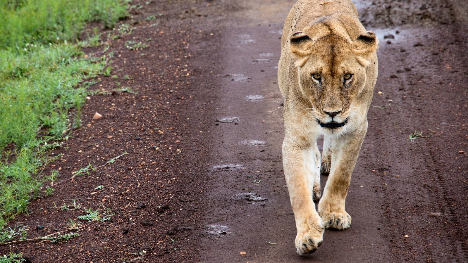 Can I book a multi-day scenic flight tour in Mount Kenya?