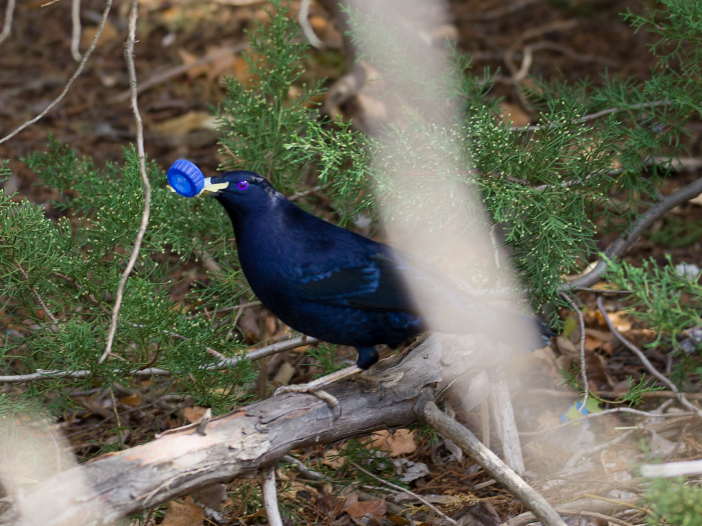 4. Equipping Your Bird-Watching Expedition: Recommended Resources and Gear for a Memorable Avian Experience in Mount Kenya