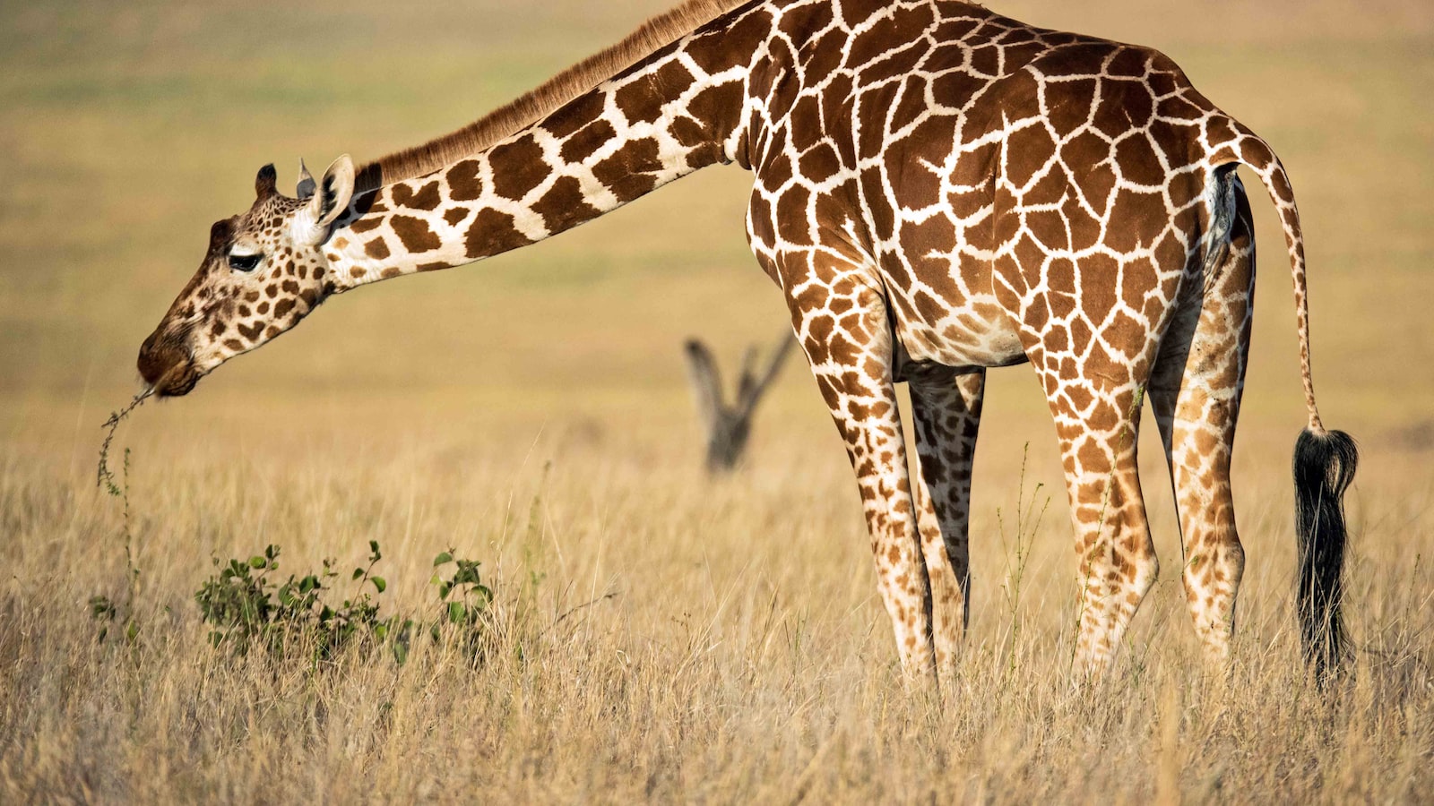 Are there cultural museums and heritage centers in Mount Kenya?