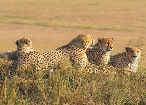 Can I see cheetahs on a game drive in Mount Kenya?