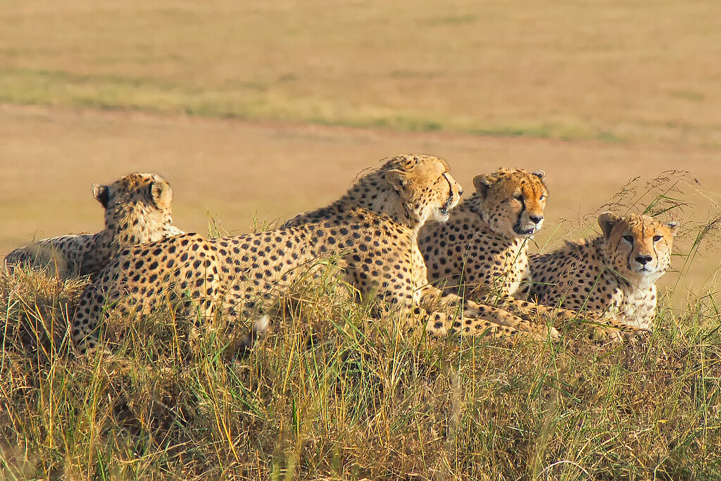 Can I see cheetahs on a game drive in Mount Kenya?
