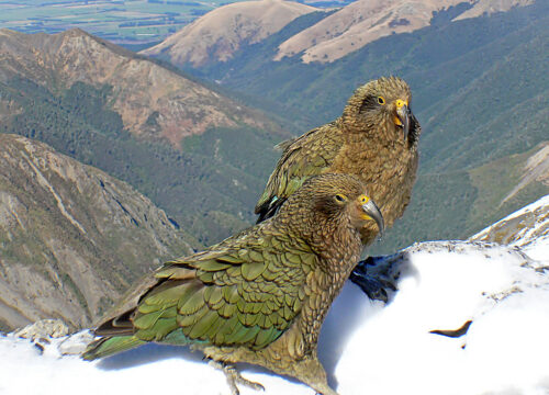 Can I find endemic Mount Kenya bird species elsewhere?