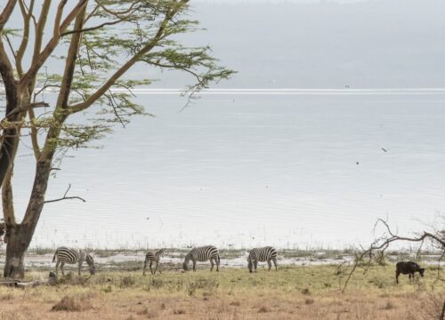 Are there any discounts for children on scenic flight tours in Mount Kenya?