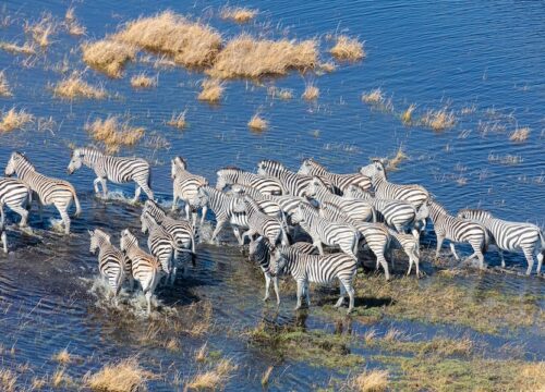 What wildlife migration patterns can I witness from the air in Mount Kenya?