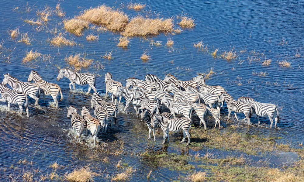 What wildlife migration patterns can I witness from the air in Mount Kenya?