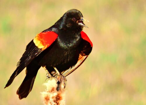 Can I observe courtship displays of birds in Mount Kenya?