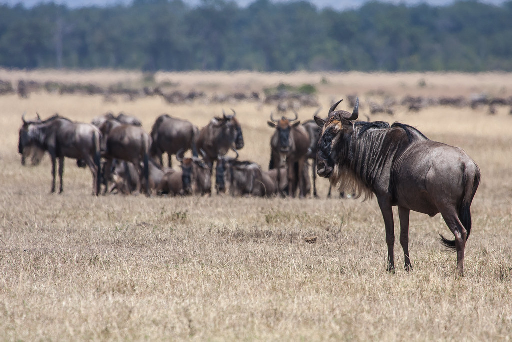 Optimal Seasons for Experiencing the Thrilling Wildebeest Migrations on Mount Kenya