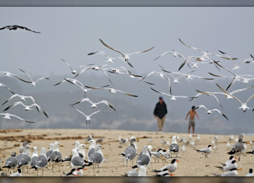 What is the etiquette for bird watching in Mount Kenya?