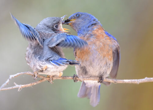 What is the role of local communities in bird conservation in Mount Kenya?