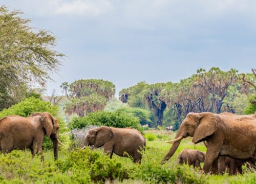 What is the importance of Mount Kenya’s bamboo zone for birds?