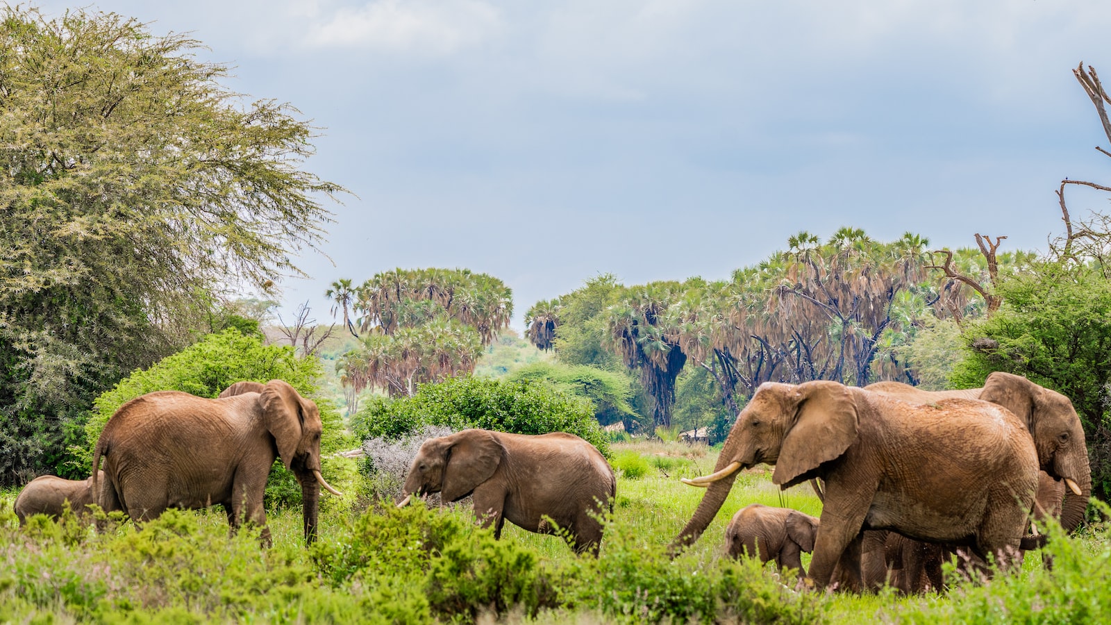What is the importance of Mount Kenya’s bamboo zone for birds?