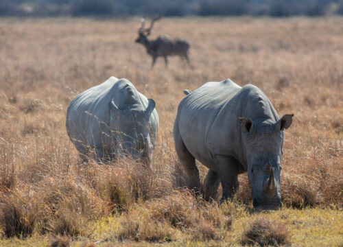 Can I spot rhinos on a game drive in Mount Kenya?