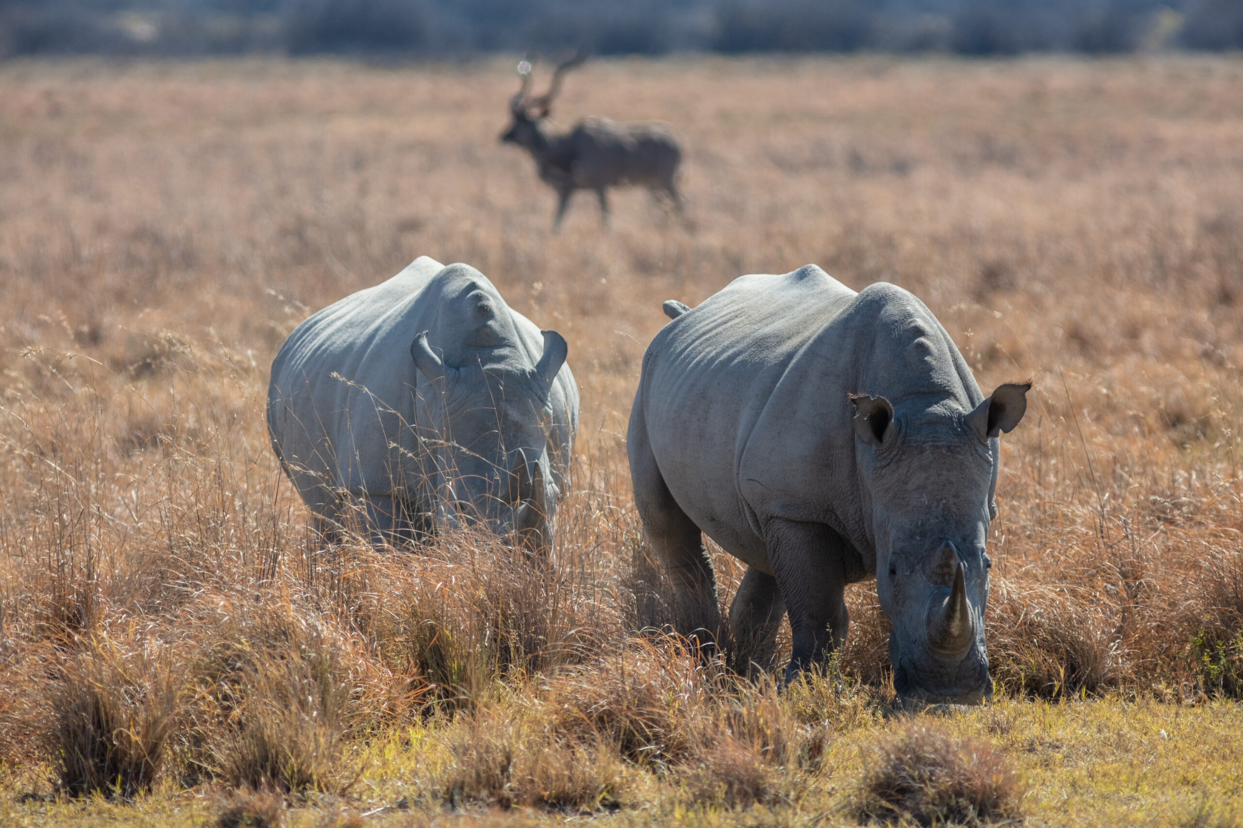 Can I spot rhinos on a game drive in Mount Kenya?