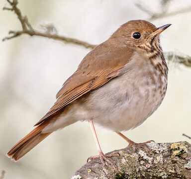 Is it possible to do bird-watching challenges for environmental causes in Mount Kenya?