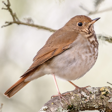 Is it possible to do bird-watching challenges for environmental causes in Mount Kenya?