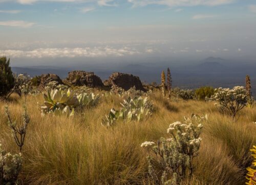 Can I participate in bird counts or surveys in Mount Kenya?