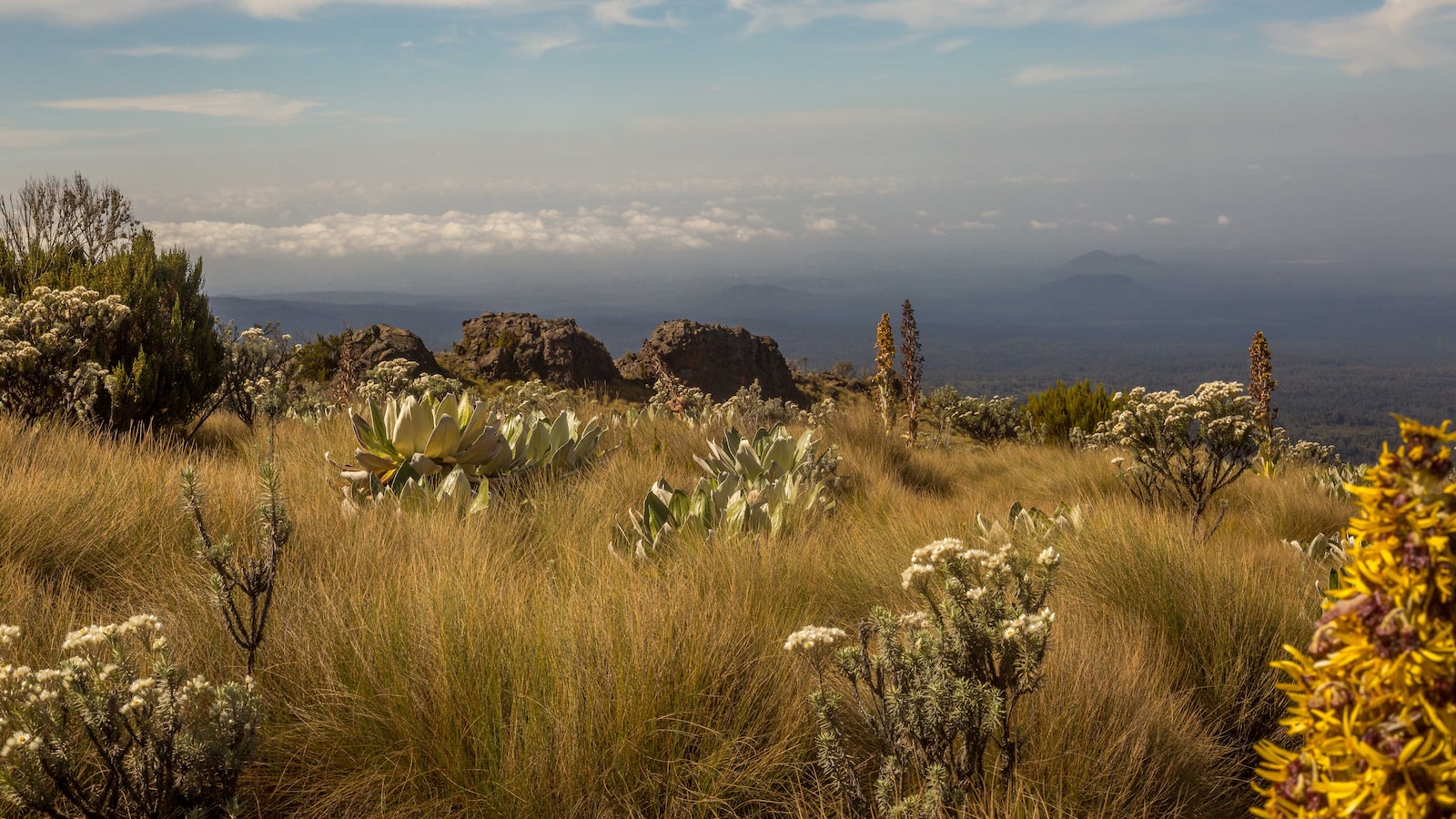 Can I participate in bird counts or surveys in Mount Kenya?