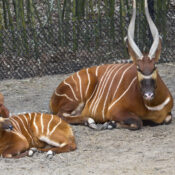 Can I see antelopes on a game drive in Mount Kenya?