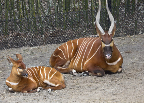 Can I see antelopes on a game drive in Mount Kenya?