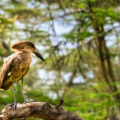 What is the availability of mobile charging stations during Mount Kenya game drives?