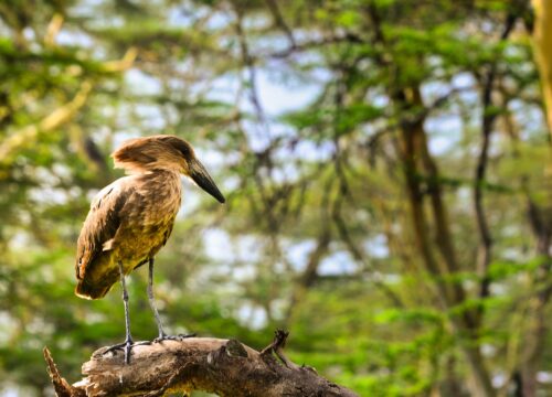 What is the availability of mobile charging stations during Mount Kenya game drives?