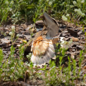 Can I observe bird nesting behaviors in Mount Kenya?