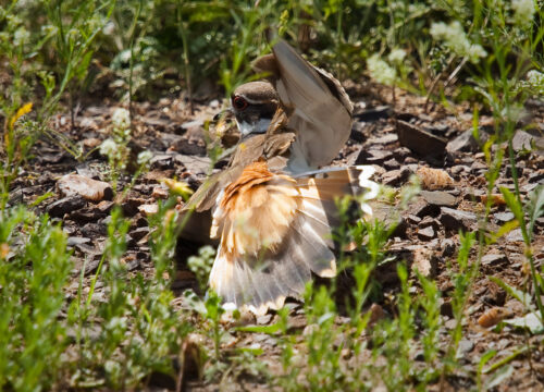 Can I observe bird nesting behaviors in Mount Kenya?