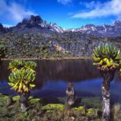 What bird-watching challenges exist in Mount Kenya?