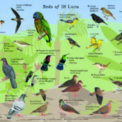 Can I identify birds by their calls and songs in Mount Kenya?