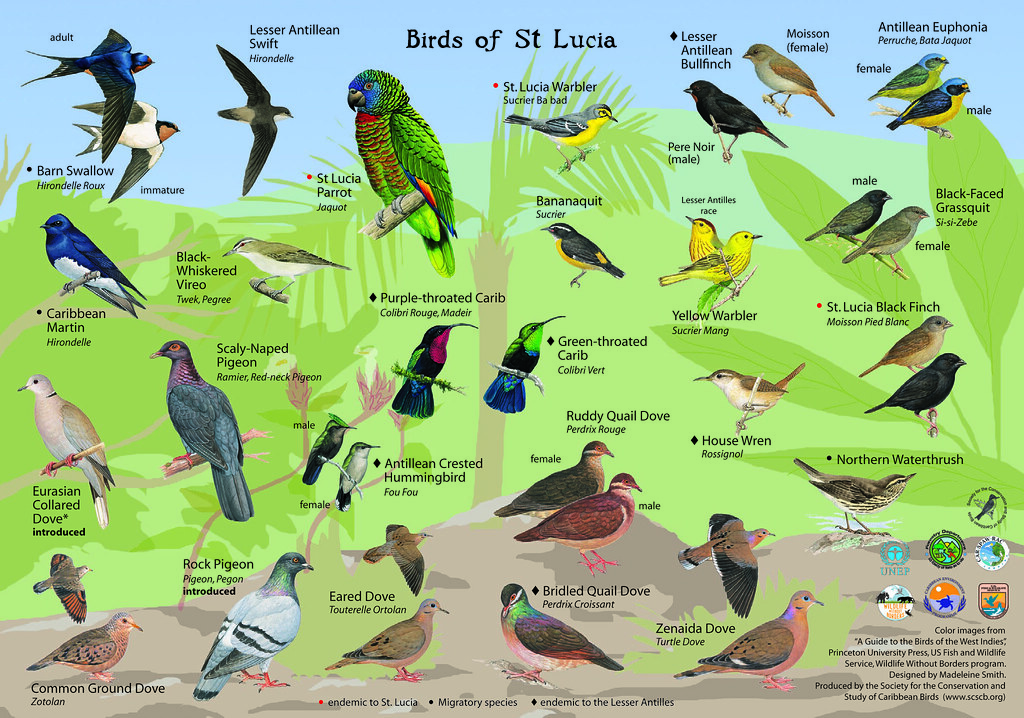 Can I identify birds by their calls and songs in Mount Kenya?
