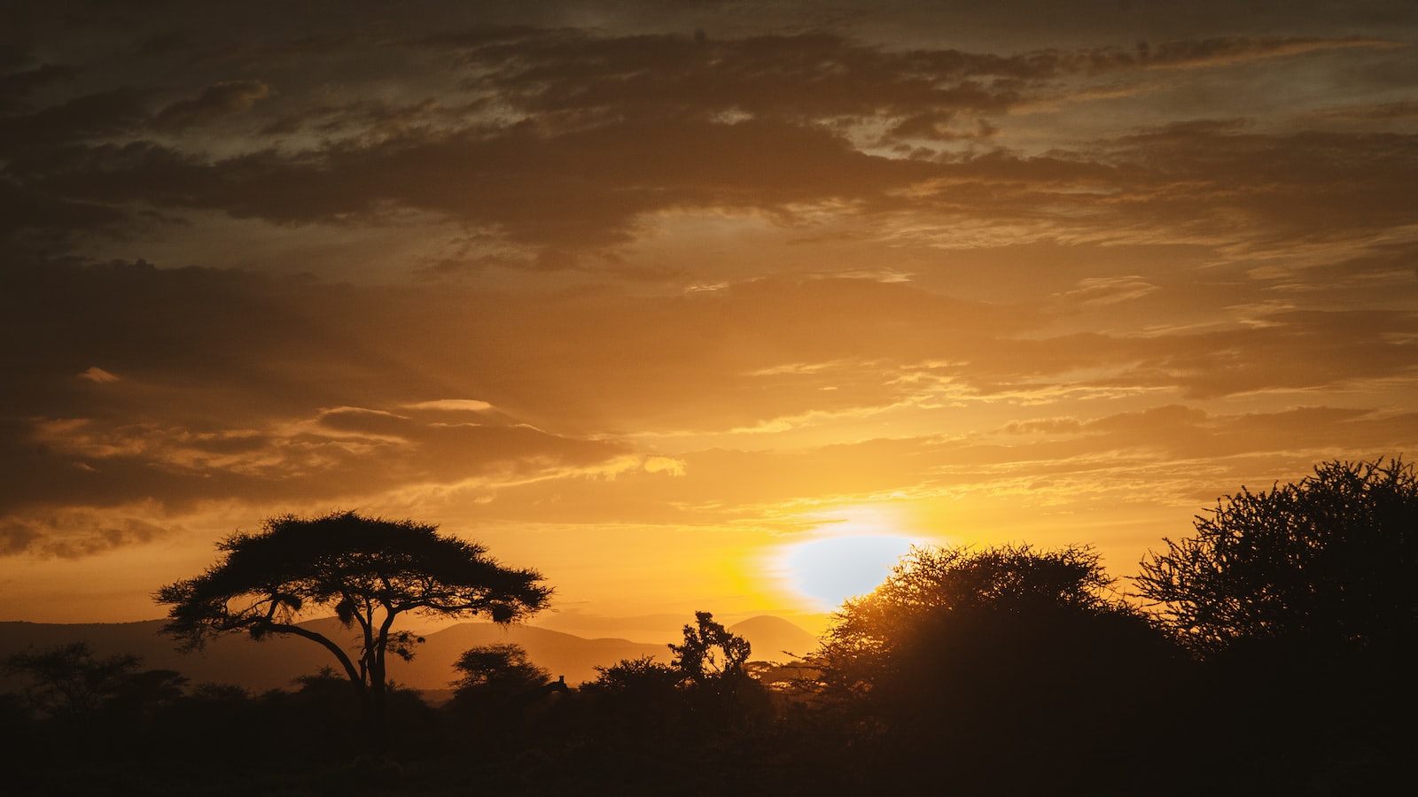 What types of habitats are ideal for bird watching in Mount Kenya?