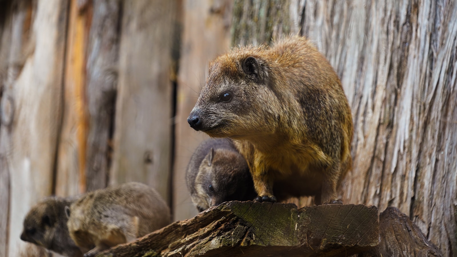 What are the weather conditions like during Mount Kenya game drives?