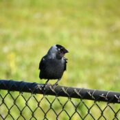 Can I experience bird-watching from treetop platforms in Mount Kenya?