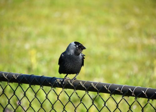 Can I experience bird-watching from treetop platforms in Mount Kenya?