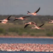 Can I spot migratory birds in Mount Kenya?