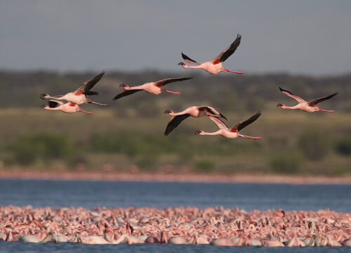 Can I spot migratory birds in Mount Kenya?