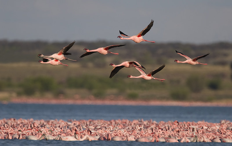 Can I spot migratory birds in Mount Kenya?