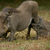 Can I see warthogs on a game drive in Mount Kenya?